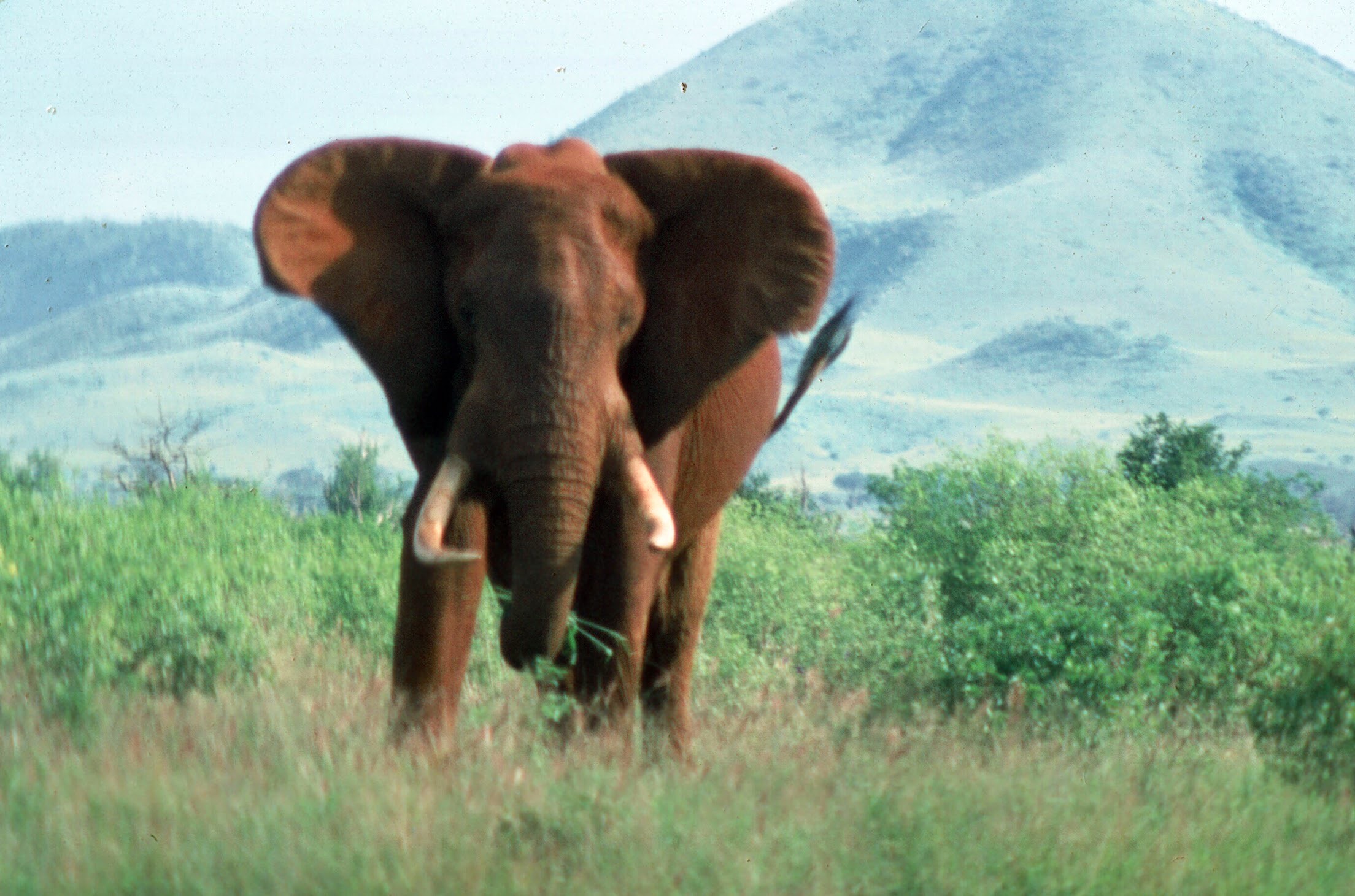 Photo of an elephant charging with a large hill in the background